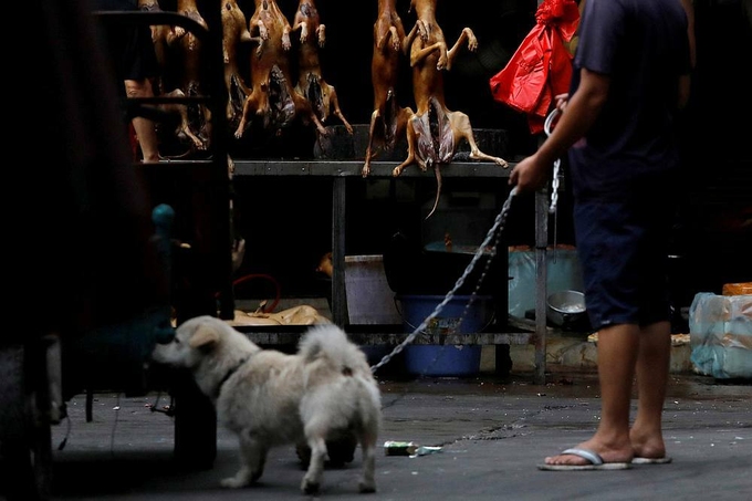 Giải cứu hàng trăm con chó trong lễ hội thịt chó ở Trung Quốc 