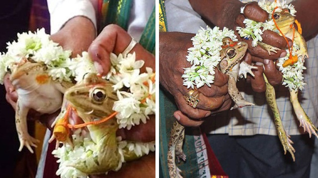  Hạn hán kéo dài, ngôi làng tổ chức đám cưới cho ếch để cầu mưa